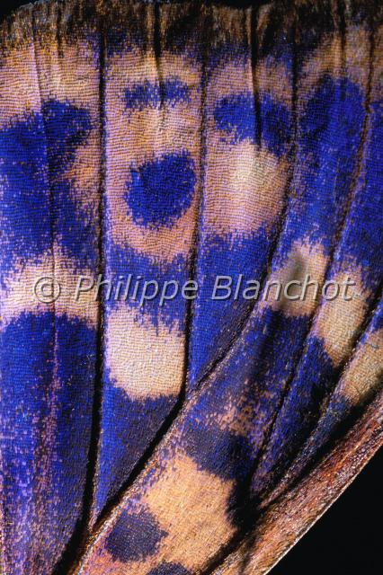 aile apatura ilia.JPG - Gros plan, aile d'Apatura iliaPetit mars changeantLesser Purple Emperor wingLepidoptera, NymphalidaeFrance